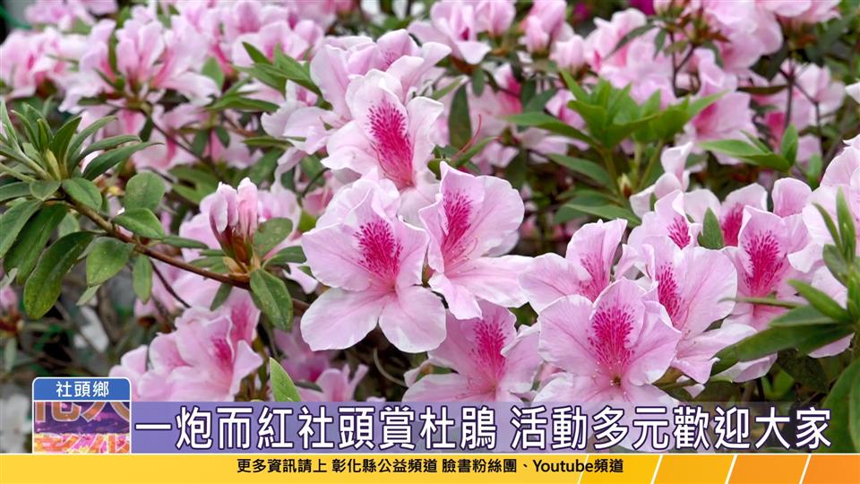 113-03-12 賞花植樹逛市集 社頭杜鵑花季打響名號